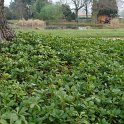 Pachysandra terminalis en pied d'arbre